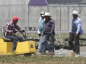 Migrant workers at a greenhouse agri-farm business in Kingsville, photographed June 25, 2020.