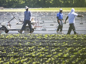 Migrant workers work in the fields on a farm in Kingsville, June 17, 2020.