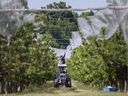 WACHSENDE SORGE: Wanderarbeiter werden am 18. Juni 2020 gezeigt, wie sie Netze über eine Baumreihe in einem Obstgarten in Kingsville hängen.