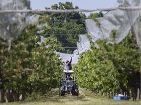 GROWING CONCERN: Migrant workers are shown June 18, 2020, hanging netting over a row of trees at an orchard in Kingsville.