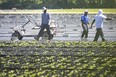 Migrant workers work in the fields on a farm in Kingsville on June 17, 2020.