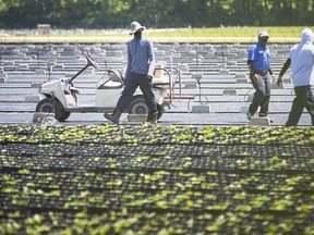 Migrant workers work in the fields on a farm in Kingsville on June 17, 2020.