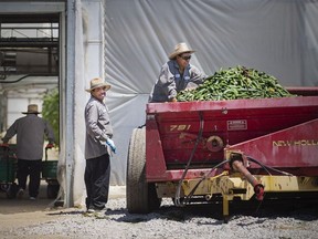 Migrant workers help in the harvest of cucumbers at a farm in Leamington on June 18, 2020. The foreign workers are deemed essential for the integrity of the Canadian agri-food sector.