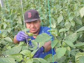 The widow of a migrant worker who died in a Leamington hospital from COVID-19 hopes to have his body repatriated within the next week. Bonifacio Eugenio-Romero, 31, died May 30.