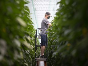 Assistant grower Isaak Harder winds the pepper trees at Woodside Greenhouses plant 2 in Kingsville on June 3, 2020.