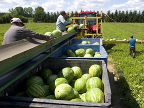 Mexican migrant workers spread through a watermelon field picking the ripe melons and placing them on a wide conveyor belt just west of Komoka, Ont., Aug. 10, 2018.