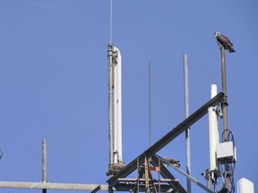 An Osprey sits perched on a telecommunications tower with three young Osprey seen below, in the Fraserville subdivision in Amherstburg, Friday, July 24, 2020.  Utility crews recently removed a nest belonging to a family of five that still remain in the tower.