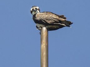 An osprey is shown July 24, 2020, perched on a telecommunications tower in Amherstburg. Utility crews removed the nest but the parents and offspring remain at the site.