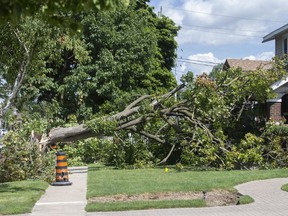A large fallen tree in the 2100 block of Chilver Road in Windsor's South Walkerville area. Photographed July 20, 2020.