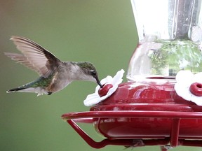 A female ruby-throated hummingbird takes a sip of sugar water from a feeder in Tecumseh Tuesday.