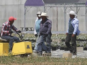 Migrant workers at a greenhouse agri-farm business in Kingsville, photographed June 25, 2020.