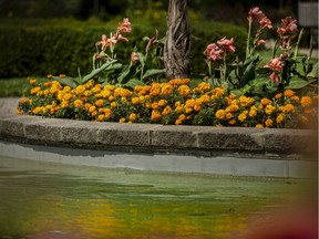 Flowers were in full bloom at the Queen Elizabeth II Sunken Garden on a hot and muggy Thursday afternoon, August 27, 2020.