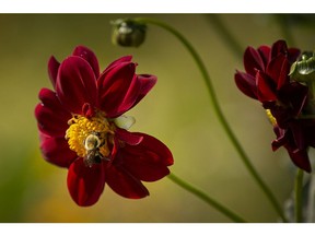 Flowers were in full bloom at the Queen Elizabeth II Sunken Garden on a hot and muggy Thursday afternoon, August 27, 2020.