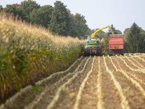 Shawn Payne of Wicketthorn Farms harvests corn for corn silage on Tuesday September 22, 2020 and loads into a hopper wagon driven by Ralph Luimes. (Mike Hensen/The London Free Press)