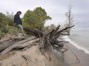 Claire Sanders, a climate change specialist with the Essex Region Conservation Authority is shown near an uprooted tree along the Lake Erie shoreline in Kingsville, ON. on Tuesday, September 29, 2020.