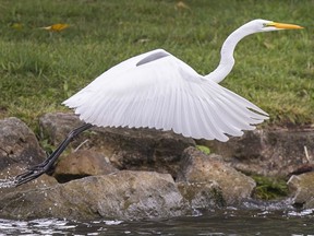 An egret takes off from the rocky shoreline of St. Rose Beach Park in Riverside, Tuesday, September 8, 2020.