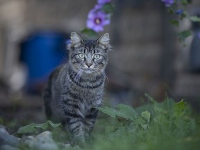 A feral cat is seen in Cadace Petre's yard in Walkerville, Friday, September 18, 2020.