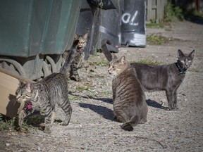 A group of four feral cats hang out in the alley behind Candace Petre's home in Walkerville, Friday, September 18, 2020.  Petre said she may see up to 18 cats on her property in one day.