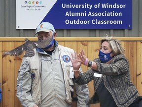 The Holiday Beach Conservation Area in Amherstburg now features an outdoor classroom thanks to a donation from the University of Windsor Alumni Association. A press conference was held on Wednesday, September 30, 2020, to showcase the classroom. Bob Hall-Brooks, a raptor bander with the Holiday Beach Migration Observatory and Beth Ann Prince, board president of the U of W Alumni release a sharped shinned hawk during the event.