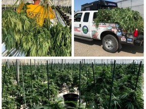 Chatham-Kent police provided media with this collage of photos taken while officers seized more than $7.3 million worth of marijuana from a Maynard Line greenhouse operation, over a three-day period, beginning last Wednesday.