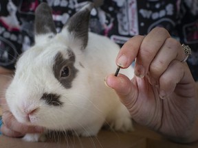 Jackie Bodrug, from the Windsor/Essex County Humane Society, holds a microchip used for pets like Bun Bun the rabbit, Friday, September 11, 2020.