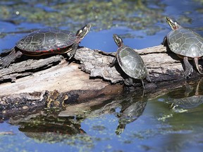A trio of turtles sunbath on a log at the Ojibway Park in Windsor, ON. on Friday, September 11, 2020.