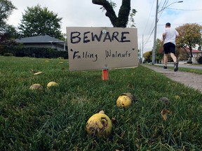 Handmade danger signs warning of "falling walnuts" have been placed on the front lawn of a home in the 5400 block of Riverside Drive East.  The sidewalk, pictured Monday, is frequently used by runners, walkers and cyclists.