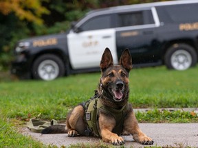Essex County OPP K9 Maximus is seen in this photo from the OPP shared on Wednesday, Oct. 21, 2020. Maximus has captured 100 people.