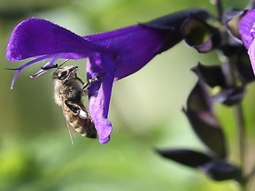 A bee perches on a flower at the Reaume Park in Windsor on Tuesday, October 13, 2020.