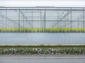 A greenhouse in Leamington is pictured in this file photo from Friday, April 17, 2020.