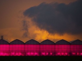 Greenhouses illuminate the evening sky over Highway 3 north of Leamington on Oct. 27, 2020.