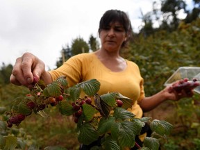 A woman harvests raspberries at a local farm near Chillan, Chile March 13, 2020. Picture taken March 13, 2020.