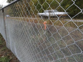 A section of reptile fencing, lower portion attached to chainlink, is shown near the Ojibway Nature Complex on Matchette Rd. in Windsor on Monday, October 19, 2020.
