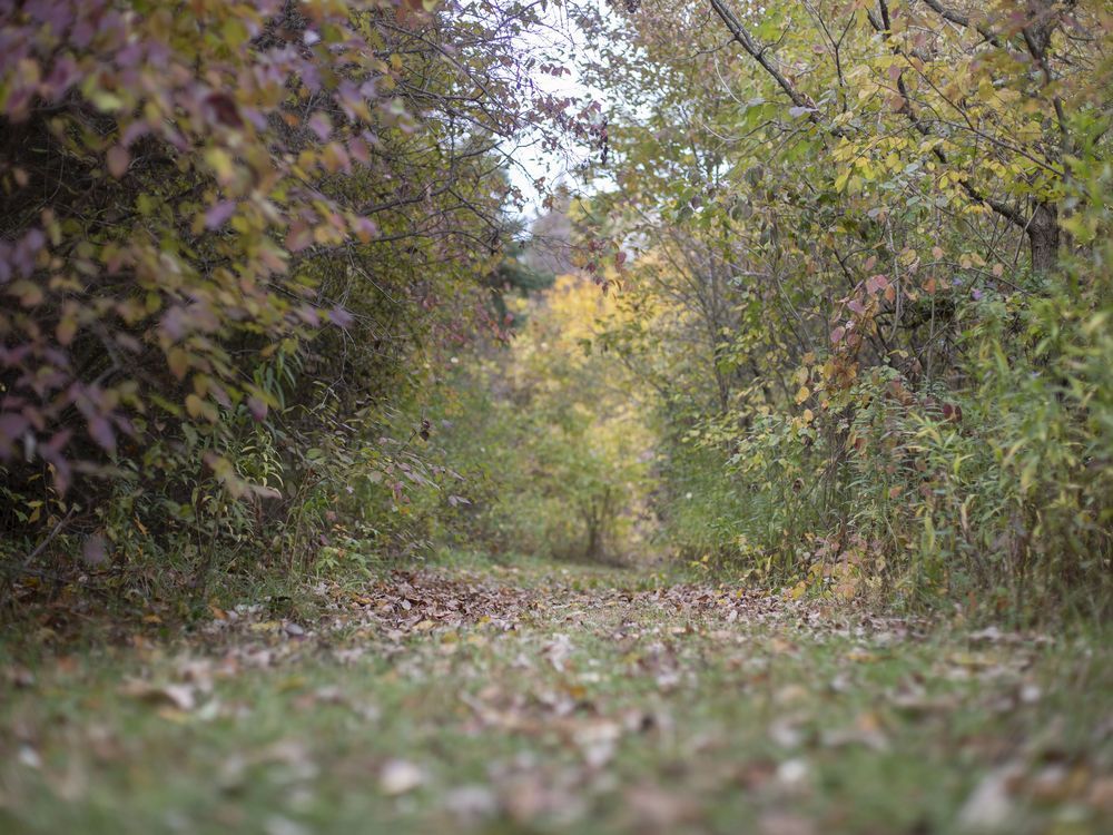 forest