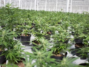 An Aphria greenhouse in Leamington, Ont.