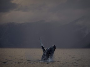 A humpback whale is seen just outside of Hartley Bay along the Great Bear Rainforest, B.C. Tuesday, Sept, 17, 2013.