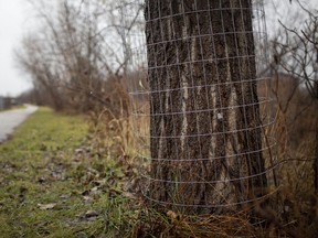 Wire fencing is shown on Monday, Nov. 30, 2020, wrapped around the trunks of trees along the Grand Marais drain where beaver activity has resulted in a number of trees being toppled. The protective cladding is meant to deter the falling of trees that could pose a public hazard.