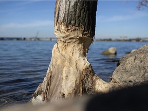 They're baaack. Notoriously shy beavers are hard to spot, but the telltale signs of their return across Windsor are easily seen. Here, the base of a tree shown Nov. 12, 2020, reveals the recent visit of one of the industrious rodents along the Detroit River shoreline in Olde Sandwich.
