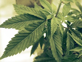 Cannabis plants at a production facility in Minnesota are shown in this 2015 file photo.