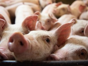 In this June 26, 2019, photo, pigs are seen at the Meloporc farm in Saint-Thomas de Joliette, Que.