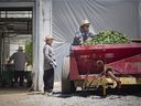 Des travailleurs migrants récoltent des concombres dans une ferme de Leamington le 18 juin 2020.