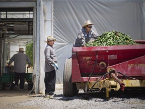 Migrant workers harvest cucumbers at a farm in Leamington on June 18, 2020.