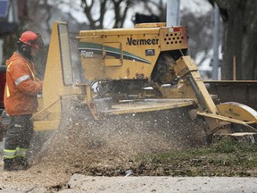 A worker uses a stump removal machine in the 500 block of Gladstone Ave. on Monday, December 7, 2020 after cutting down the large dying tree.