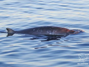 A beaked whale is pictured in this photo posted on Sea Shepherd's website.