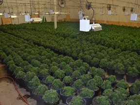 These are among the illegal marijuana plants Chatham-Kent police have seized from illegal grow operations in the municipality.