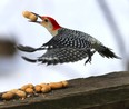 A red-bellied woodpecker takes flight after grabbing a peanut left on a railing at City of Windsor's Ojibway Nature Centre Jan. 22, 2020.