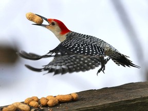 A red-bellied woodpecker takes flight after grabbing a peanut left on a railing at City of Windsor's Ojibway Nature Centre Jan. 22, 2020.