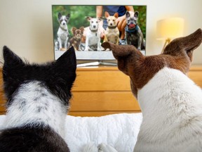 couple of dogs watching tv