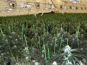 Handout/Chatham Daily News Chatham-Kent police provided this photograph of some of the thousands of marijuana plants seized from illegal grow operations found operating in Chatham-Kent.