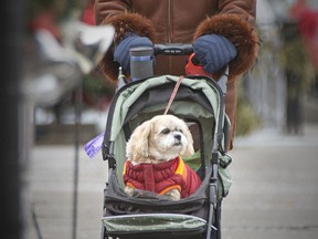 Dog-walkin' in style and comfort. Anne Parent pushes her dog, Molly, in a stroller as they make their way down Wyandotte Street East in Walkerville, Friday, Jan. 22, 2021.